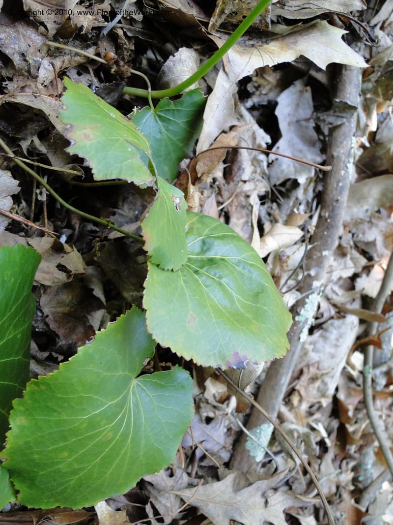 Galax aphylla, Mori, S 27456, USA, North Carolina, Stokes County, Hall Rd, 1.1 mile W of junction with Moores Springs Rd., 26 May 2010.JPG