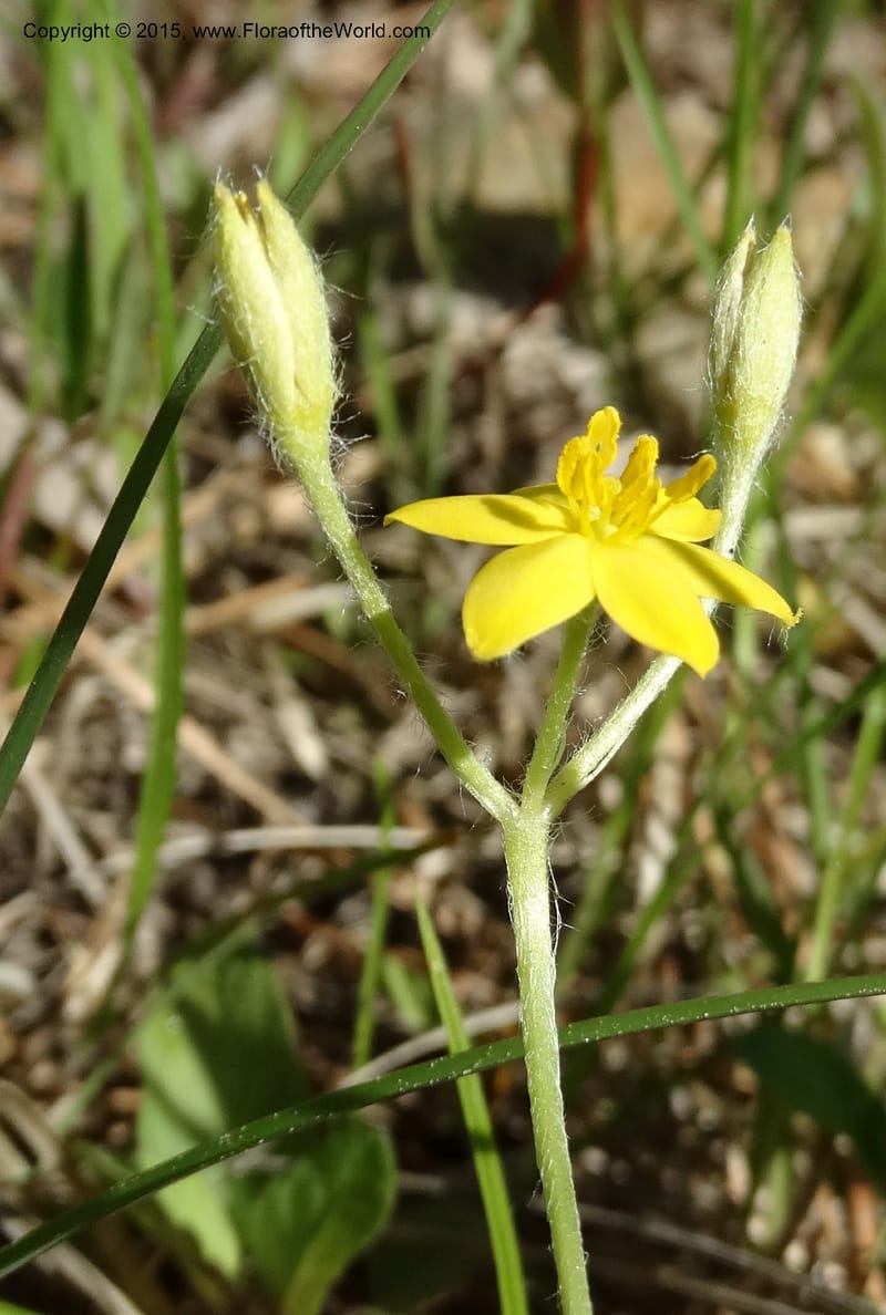 Hypoxis hirsuta, Davidson, C 12977--North Carolina. Clay Co. Buck Cr. 13 May 2015. DSC04619 (114).JPG