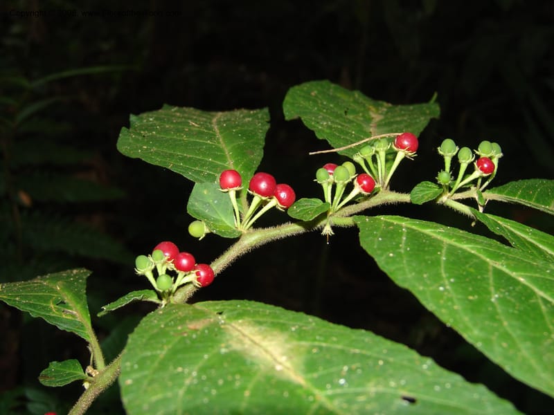 Lycianthes inaequilatera, AAraujoM1103--Bolivia. Pq. Nac. Madidi. Chalalan. Send. Jaguar. 25 Nov 04. 055.jpg