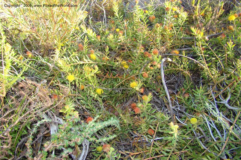 Leucospermum, Z. Rogers 1259--So. Africa. W. Cape. E of Stanford, Hermanus Rd. 19 Jan 09. 022.jpg