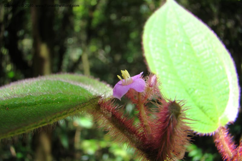 Allomorphia inaequifolia, Regalado 1746--Viet Nam. Thua Thien Hue Prov. Phu Loc Distr. Bach Ma. 13 Apr 09. 312.jpg