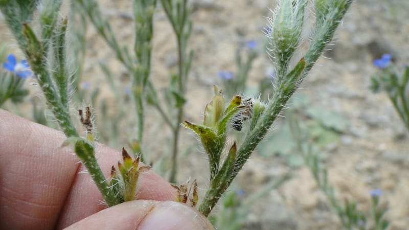 Anchusa italica, 6.1--Iraq. Kurdistan. Shakh-i Sakran. 19 June 2010. 105 (6).jpg
