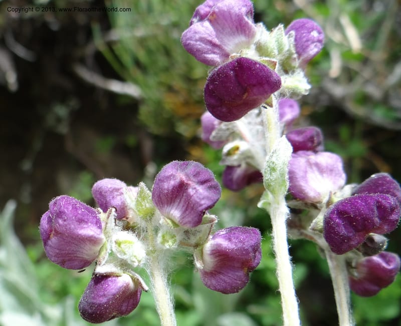 Calceolaria arachnoidea, WDS 34214--Chile. Cta 115. 11.5 km W of La Laguna. 22 Feb 2013. DSC02736 (95).JPG