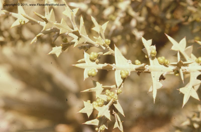 Colletia paradoxa, 17505--CA. Huntington Bot. Gard. Apr 74. 001.jpg
