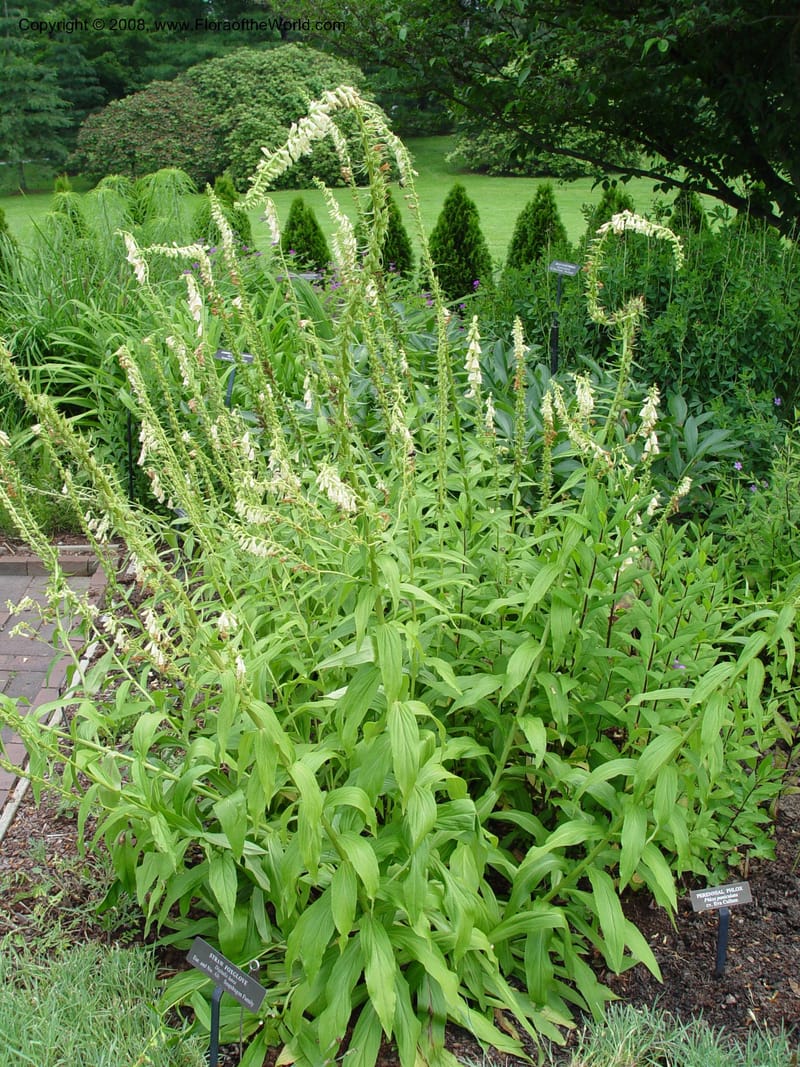 Digitalis lutea--PA. Longwood Gardens. 24 Jun 03. 139.jpg
