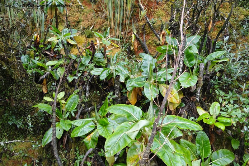 Rumex tolimensis, Ulloa 1994--Ecuador. Napo. Papallacta to Baeza. 1 Jun 2011. 376 (1).jpg