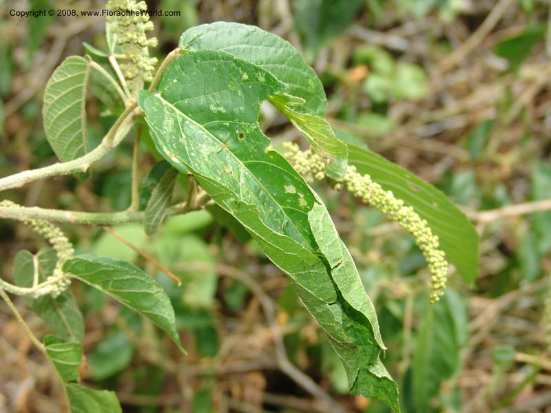 Croton, RVasquez32971--Peru. Pillcopata. Qbda Pini Pini. 29 Oct 07. 192.jpg