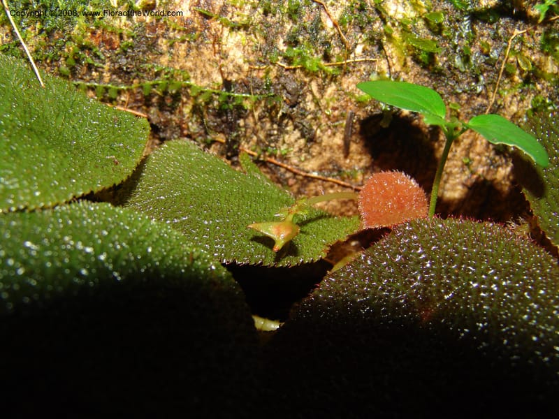 Begonia, MLeal1069--Gabon. Prov. Estuaire. Monts de Cristal. 13 Apr 06. 085.jpg