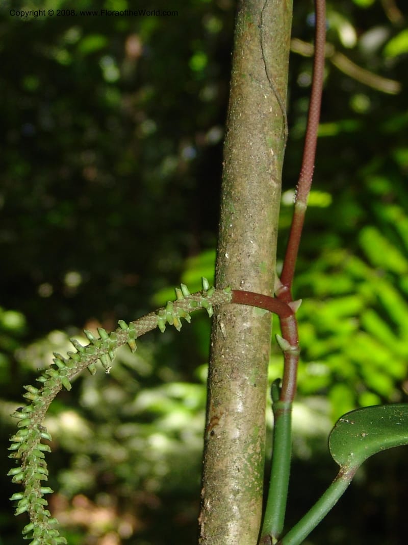 Peperomia, AAraujoM1252--Bolivia. Pq. Nac. Madidi. Chalalan. Send. Anta. 30 Nov 04. 272.jpg