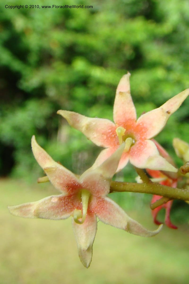 Sterculia villifera, Mori, 27339--French Guiana. Les Nouragues Station. 27 Oct 09. 044.jpg