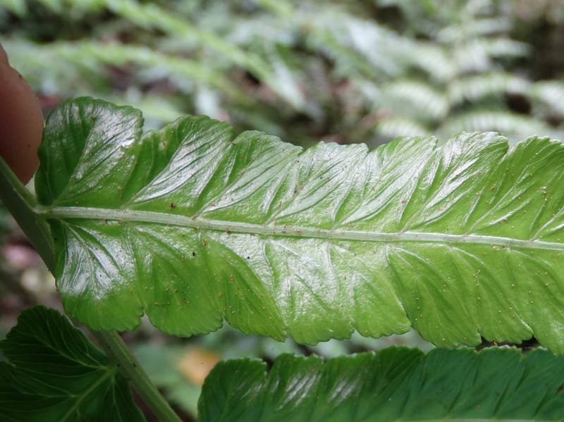 Diplaziopsis javanica, Munzinger, J 7402--New Caledonia. Haute Robinson. 11 Nov. 2015. DSC00909 (319).JPG