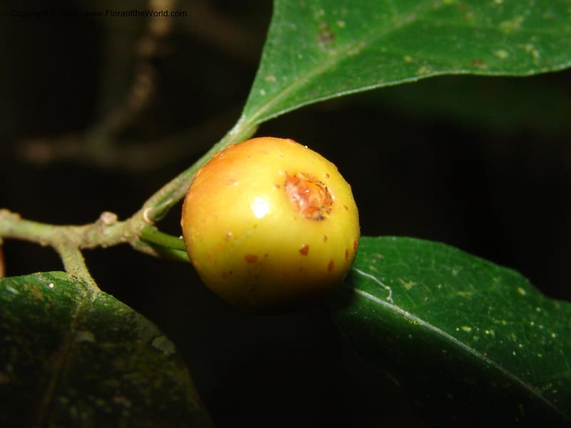 Ficus, ROR1592--Madag. Parc Nat. Montagne d'Ambre. 11 Nov 06. 240.jpg