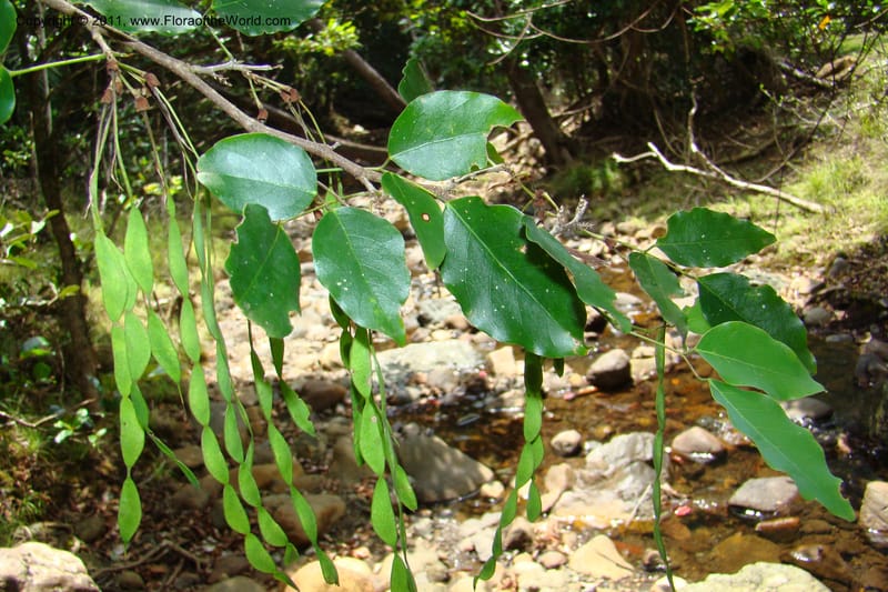 Arthroclianthus, M. Callmander 764--New Caledonia. Upper Tene River Valley. 19 Jan 2010. 377 (46).jpg