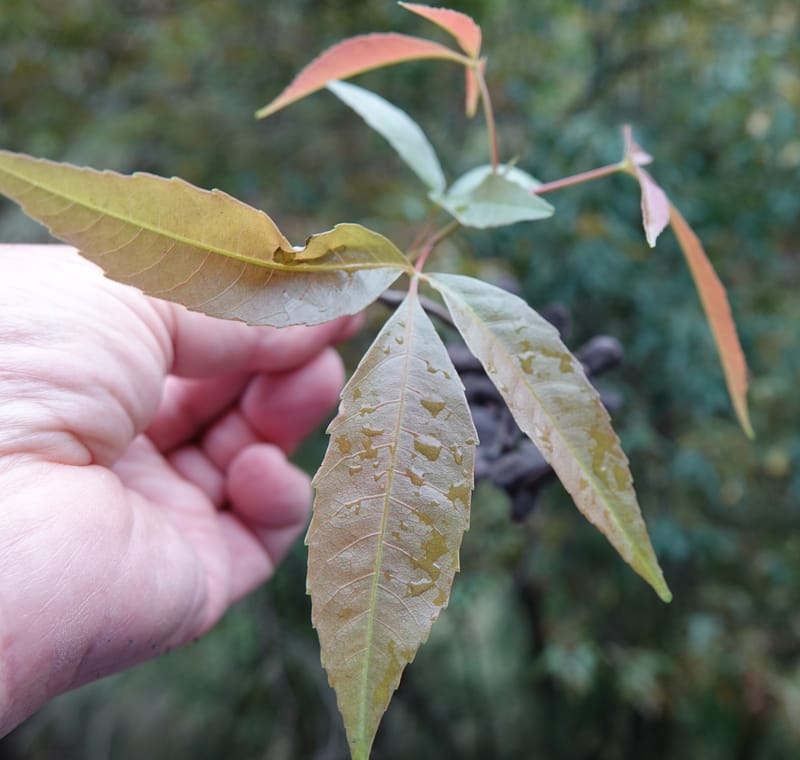 Delavaya toxocarpa, D. Boufford 44087--China. Yunnan. Xinshao Village. 28 Apr 2018. DSC00001 (20).JPG