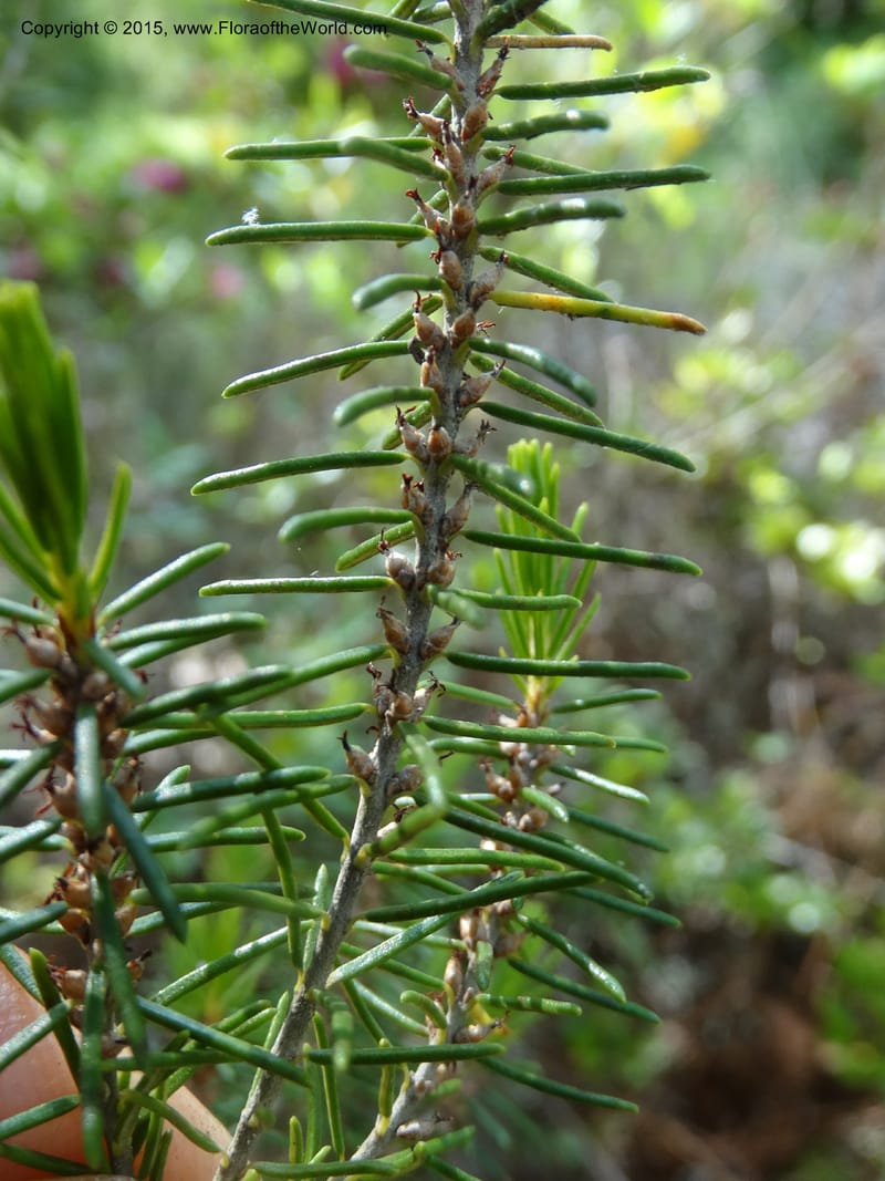 Ceratiola ericoides, Davidson, C 13062--South Carolina. Lexington Co. Redmond Rd. 20 May 2015. DSC06945 (4).JPG