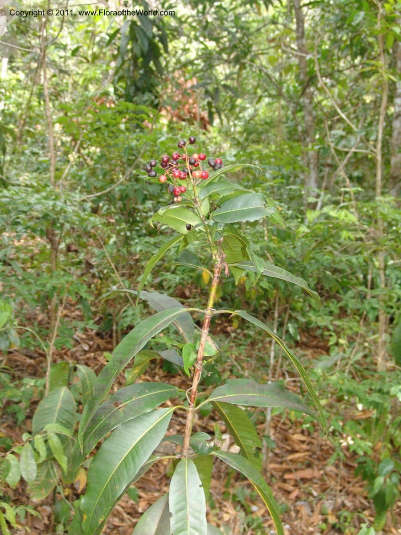 Psychotria, ZRogers1181--Madag. Antsir. Nosy Be. Lokobe Forest. 15 Nov 06. 182.jpg