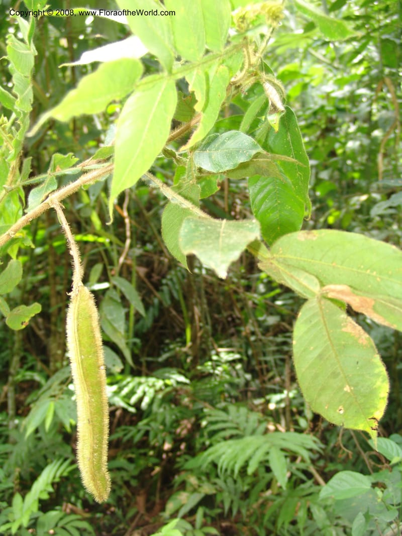 Inga, RVasquez32964--Peru. Pillcopata. Qbda Pini Pini. 29 Oct 07. 256.jpg