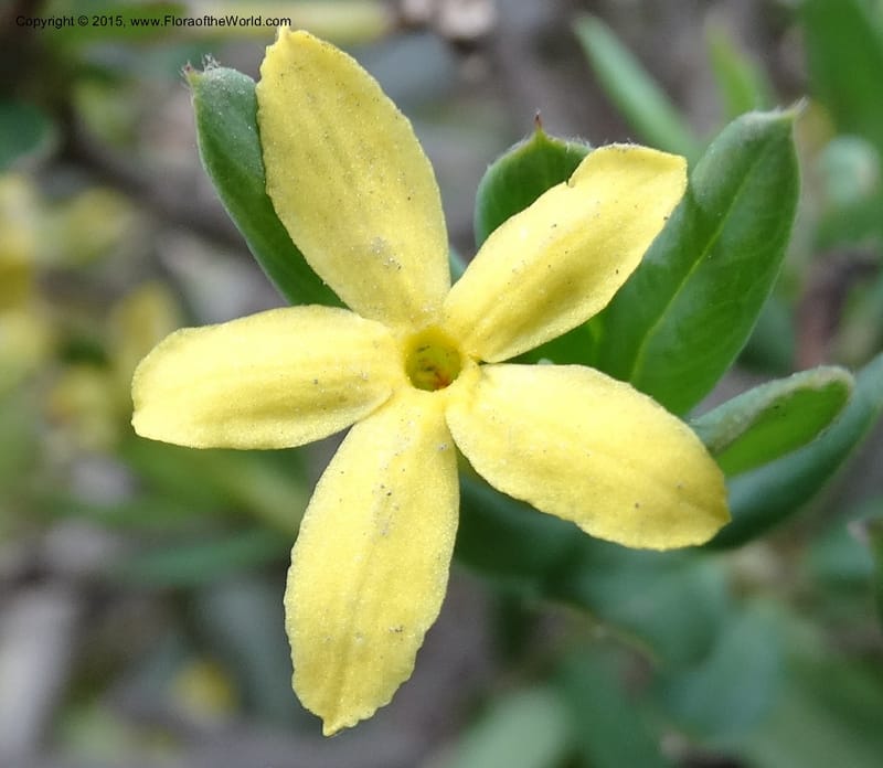 Wikstroemia, Boufford, D 43598--China. Sichuan. Yonghe Village. 6 May 2014. DSC04110 (31).JPG