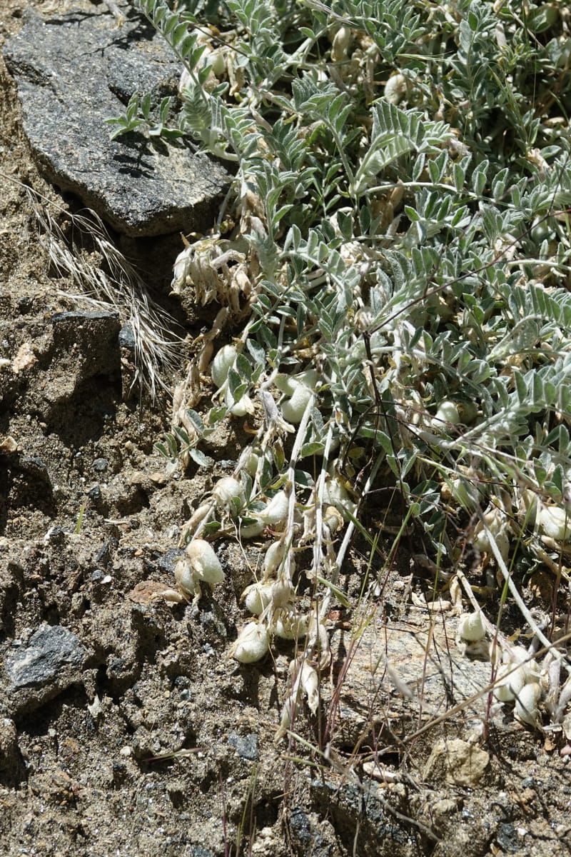 Astragalus purshii, C. Davidson 13582--ID. Idaho Co. Salmon R. Rd. E of Riggins. 24 May 2017. DSC00708. JPG (207).JPG
