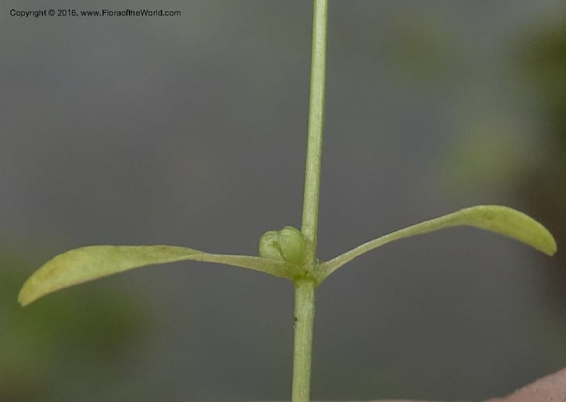 Callitriche, Ulloa, C 2479--Ecuador. Mojanda. 22 Apr 2015. DSC02267 (157).JPG