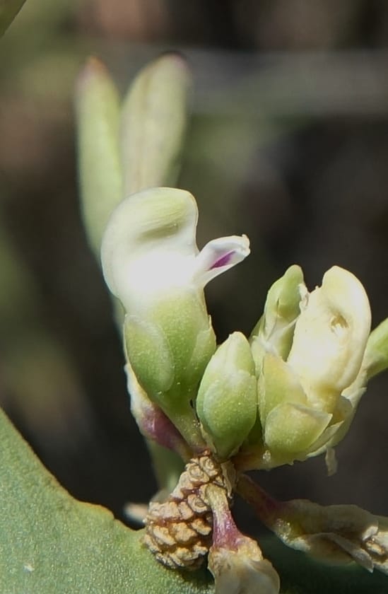 Bredemeyera colletioides, Fortunato 13068--Argentina. Hwy 60, rocky river channel. 3 Feb 2018. DSC08172 (78).JPG