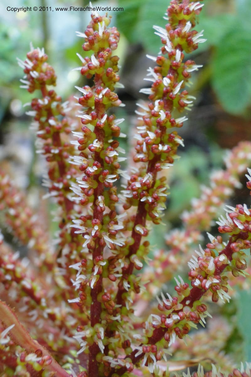 Gunnera brephogea, Ulloa 2180--Ecuador. Pichincha. Reserva Yanacocha. 11 Jun 2011. 311 (20).jpg