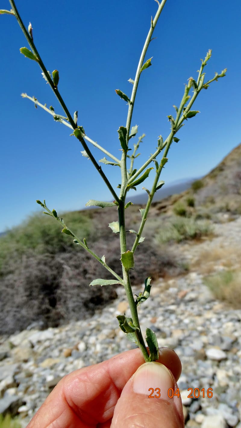 Adenophyllum cooperi, Davidson, C 13174--California, Mojave Nat'l Pres., 23 Apr 2016  8421 (15).JPG