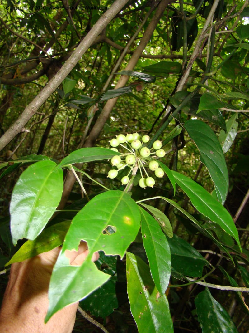 Dendropanax querceti, B. Hammel 24 575--Costa Rica. Hered. Volcan Barva. 9 Apr 08. 339 (3).jpg