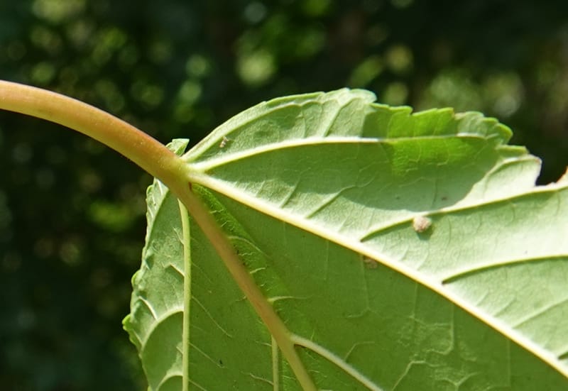 Acer davidii subsp. davidii, D. Boufford 44106--China. Yunnan. Lao jun Shan. 30 Apr 2018. DSC00424 (404).JPG