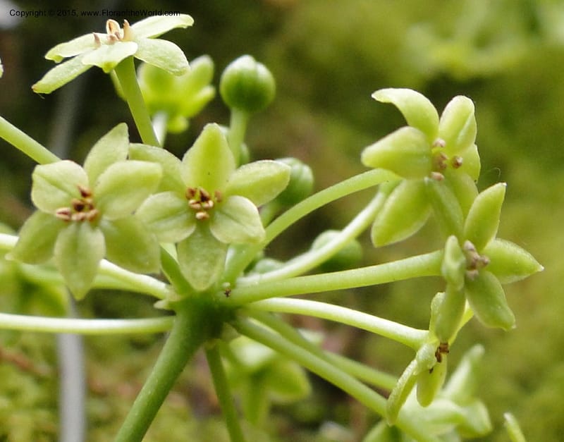 Smilax, Regalado 1897--Viet Nam. Hon Ba Nature Res. 12 May 2011. 223 (2).jpg