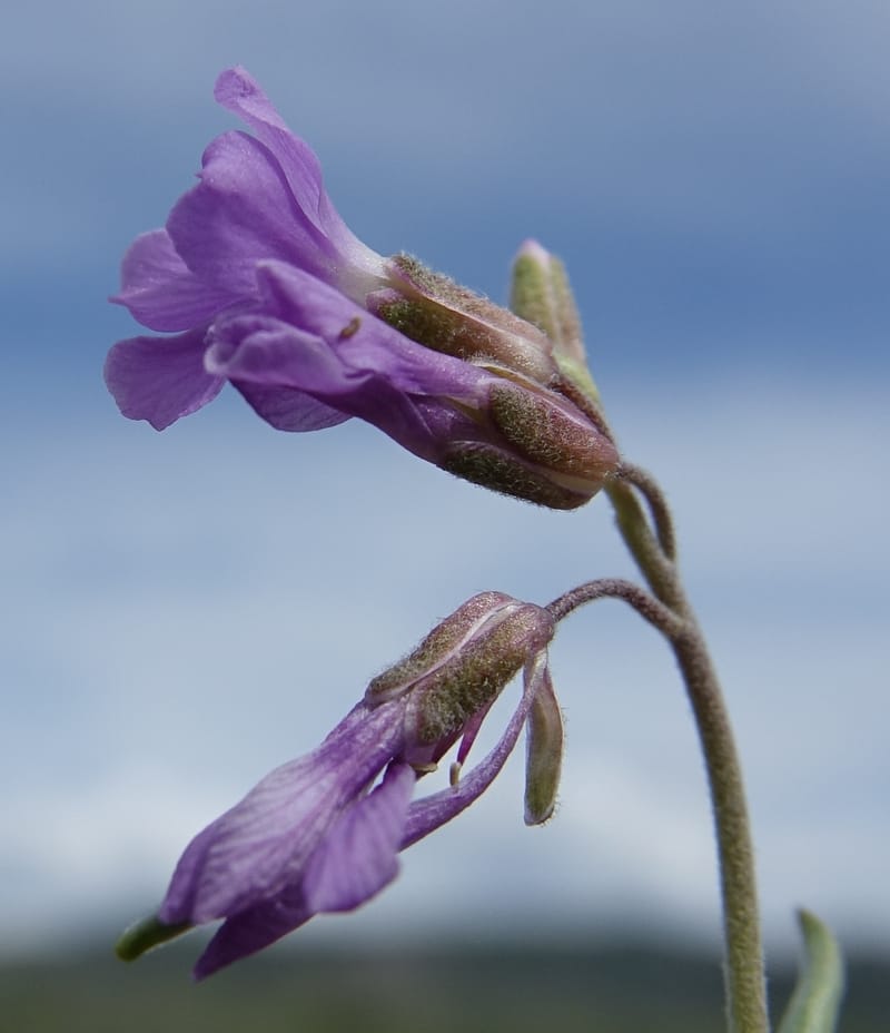 Boechera holboellii var. retrofracta, C. Davidson 13554--ID. Blaine Co. Rock Creek Preserve. TNC. 13 May 2017. DSC00171 (293).JPG