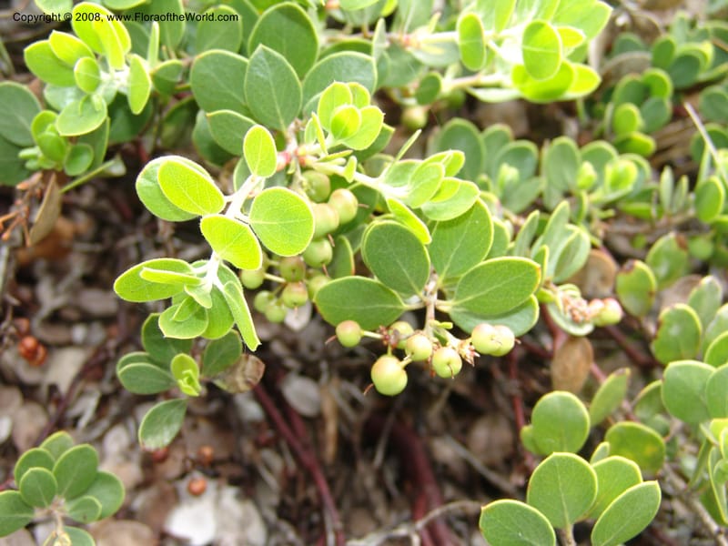 Arctostaphylos hookeri ssp ravenii, 80.0802--CA. UC Berkeley Bot. Garden. 31 May 07. 825.jpg