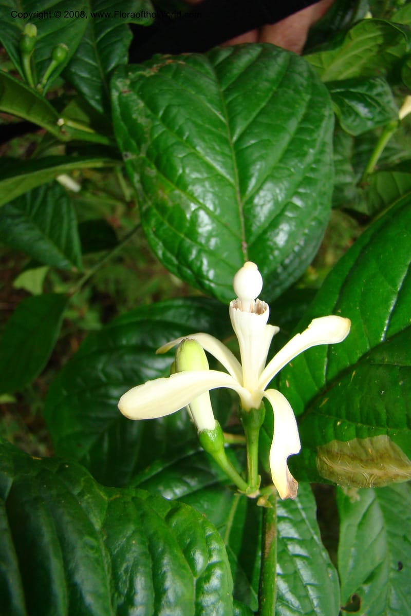 Turraea, WKindeketa2993--Tanz. Rungwe Distr. Rungwe For. Res. 24 Jan 08. 272.jpg