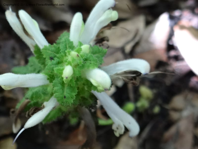 Pedicularis, VC 5501--Thailand. Chiang Mai. Doi Inthanon Nat. Park. 8 Nov 2012. DSC07747 (46).JPG