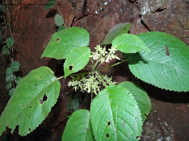 Ornithoboea, VC 5611--Thailand. Surat Thani Prov. Khlong Phanom Nat. Park. 15 Nov 2012. DSC09389 (69).JPG