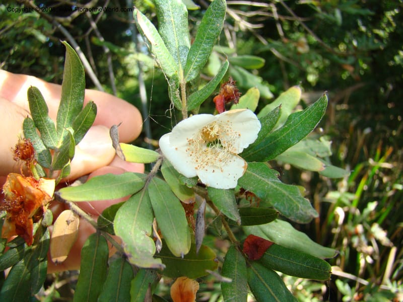 Eucryphia moorei--Australia. Royal Botanic Garden, Melbourne. 19-20 Mch 08. 041.jpg