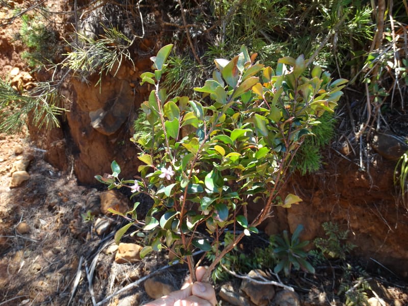 Archirhodomyrtus, Callmander, M 1272--New Caledonia. PinPin. 20 Nov 2015. DSC03938 (250).JPG
