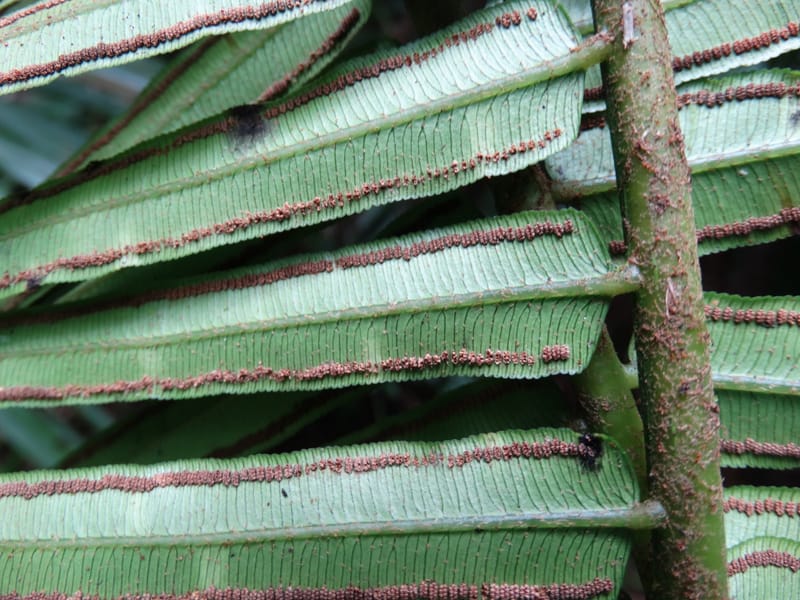 Angiopteris, Munzinger, J 7403--New Caledonia. Haute Robinson. 11 Nov. 2015. DSC00909 (323).JPG