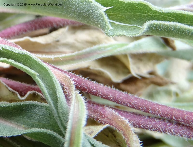 Pyrrocoma, Davidson, C 12630--ID. Idaho Co. Seven Devils Campground. 11 Aug 2014. DSC00412 (30).JPG