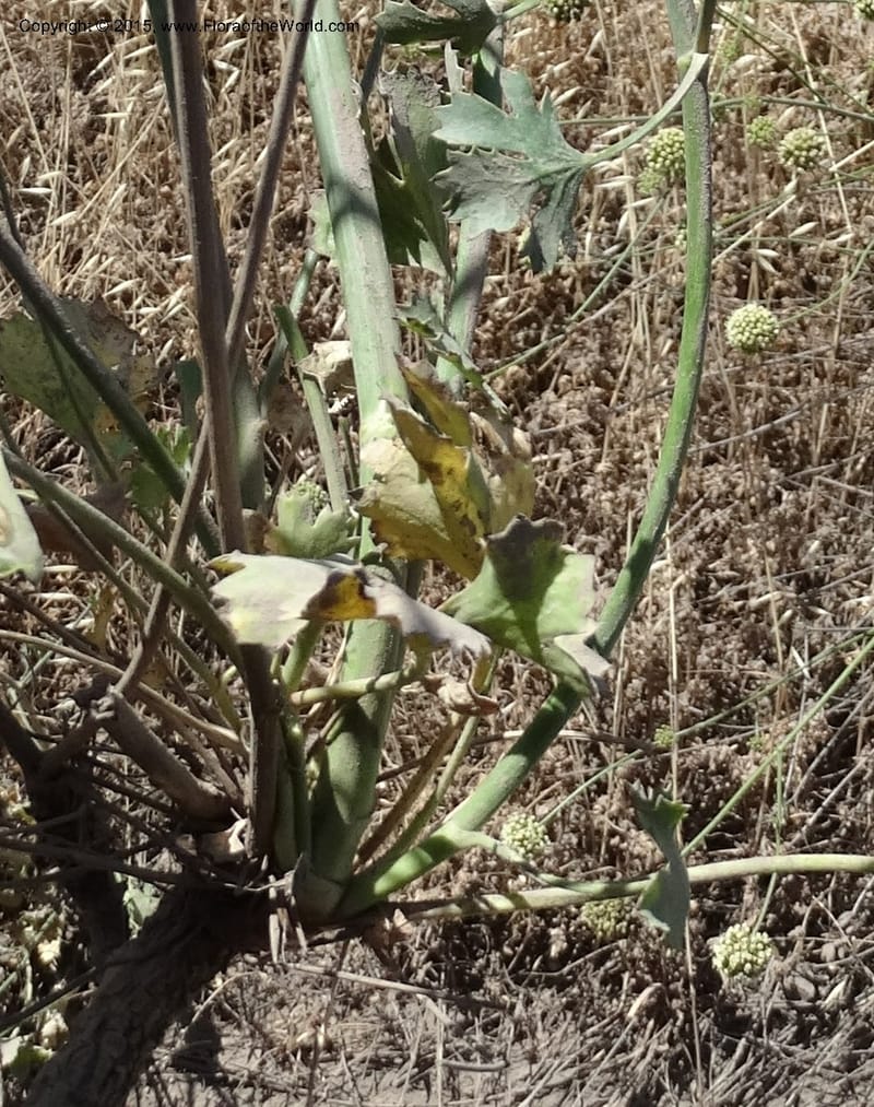 Asteriscium chilensis, Davidson, C 12819--Chile. Ruta J-55 east of Talca. 27 Nov 2014. DSC08479 (86).JPG