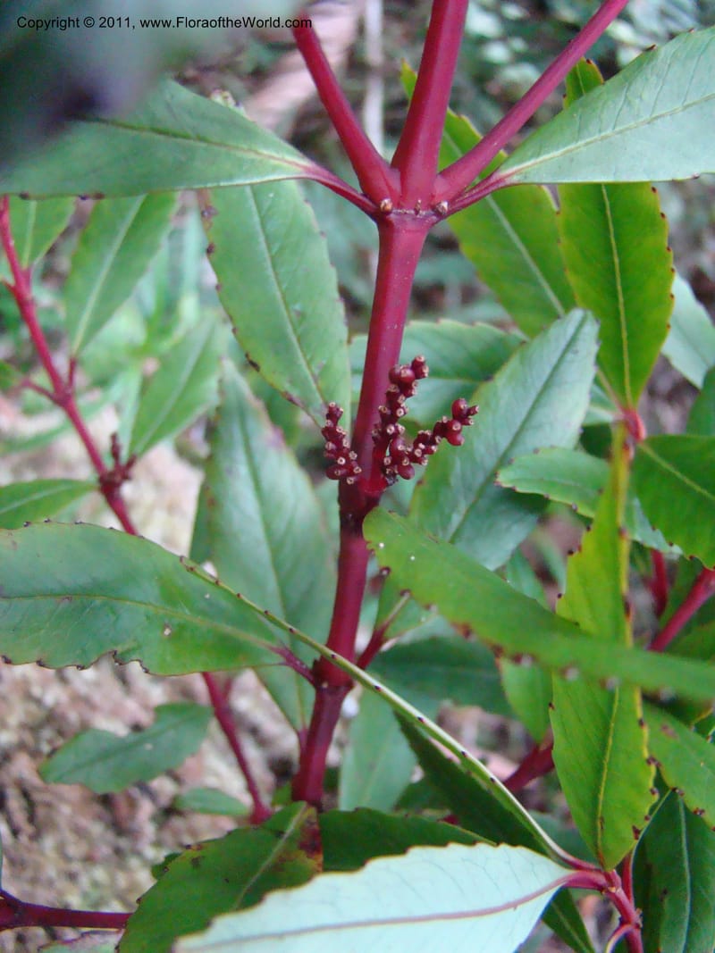 Ascarina rubricaulis,  Munzinger, J 4846--New Caledonia, Dogny, 19 Nov 2007, 050 (1).jpg