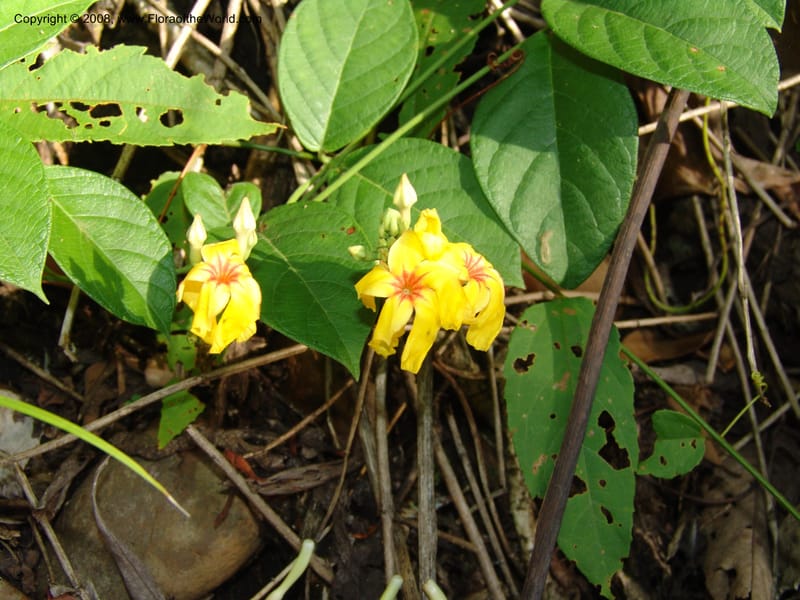 Mandevilla rugellosa, Murakami1226--Bolivia. Pq. Nac. Madidi. Rio Tuichi, San Jose de Uchup. 29 Nov 04. 461.jpg