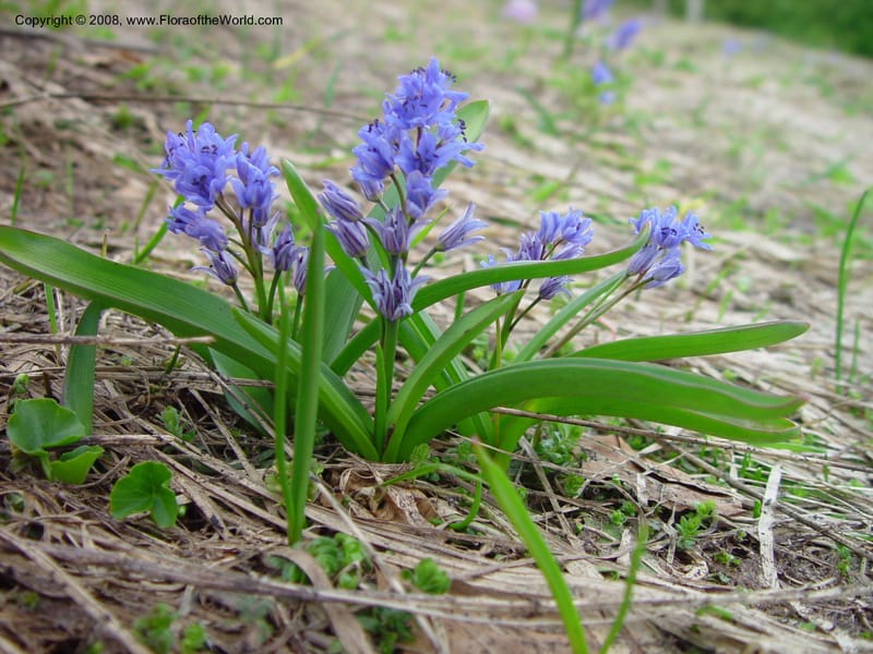 Scilla bifolia--Italy. Abruzzo. Parque Naz. Majella. 8 May 03. 075.jpg