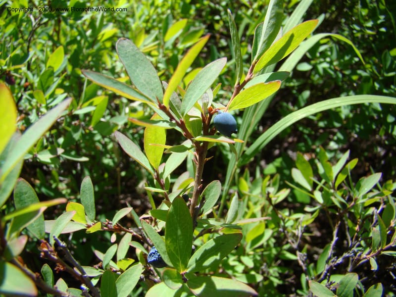 Vaccinium occidentale, CDavidson11270--ID. Idaho Co. Warren Wagon Rd., Sesesh Cr. 24 Aug 08. 001.jpg