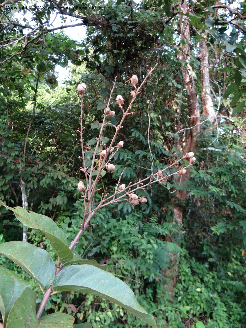 Lagerstroemia--Thailand. Trang. Khao Pra Bang Kram Wildl. Sanct. 16 Nov 2012. DSC00077 (140).JPG