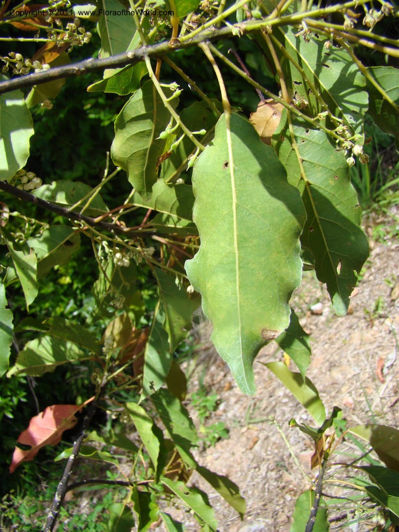 Elaeocarpus, Munzinger, 4760,--New Caledonia, Prov N, Les Trois Creeks,  13 Nov 2007, 027 (3).jpg