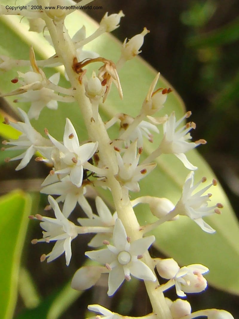 Cyrilla racemiflora, WDStevens27224--Nicaragua. RAAN. W of Pto Cabezas. Posa de Chalestan. 14 Jun 08. 007.jpg