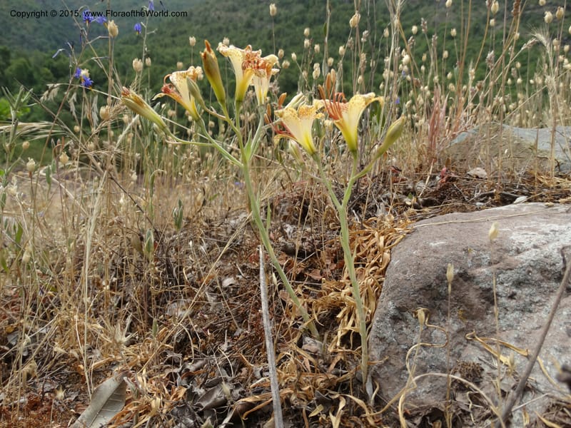 Alstroemeria versicolor, Davidson, C 12826--Chile. Ruta J-55 east of Talca. 27 Nov 2014. DSC08682 (137).JPG