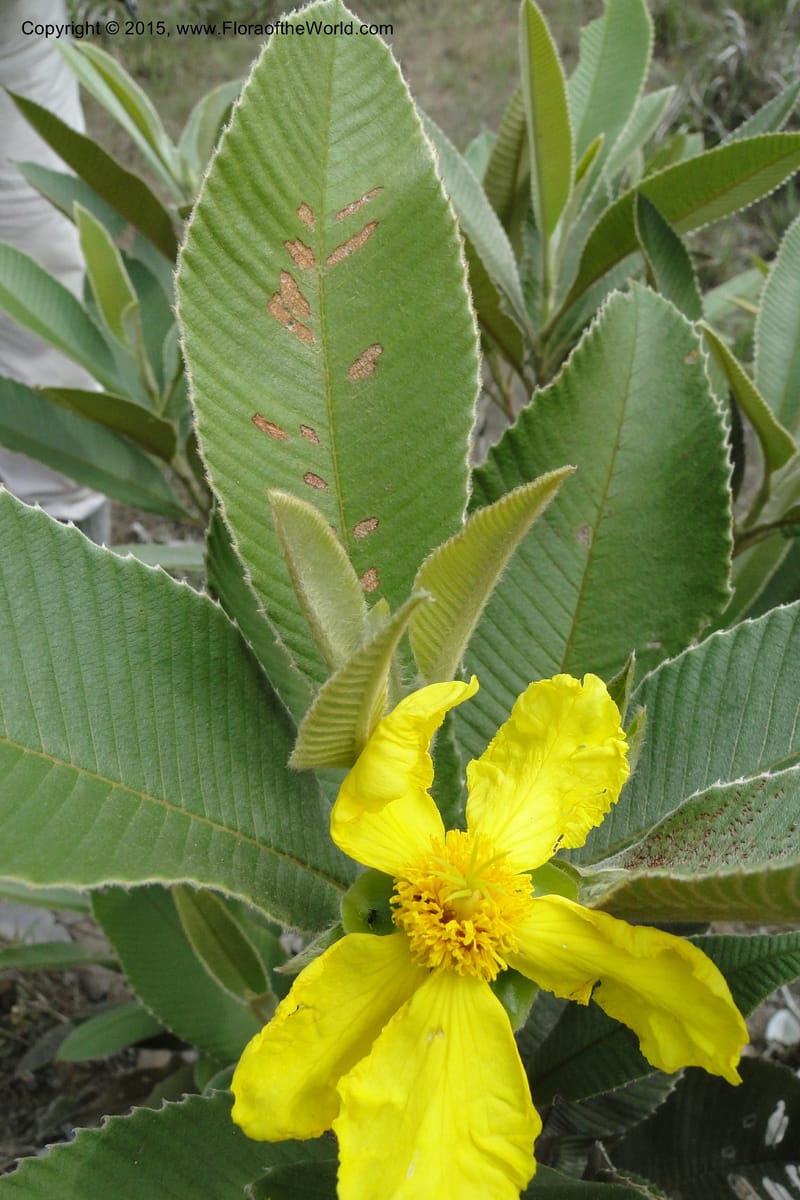 Dillenia hookeri, Regalado 1957--Viet Nam. Forest Block 19. 15 May 2011. 033 (11).jpg