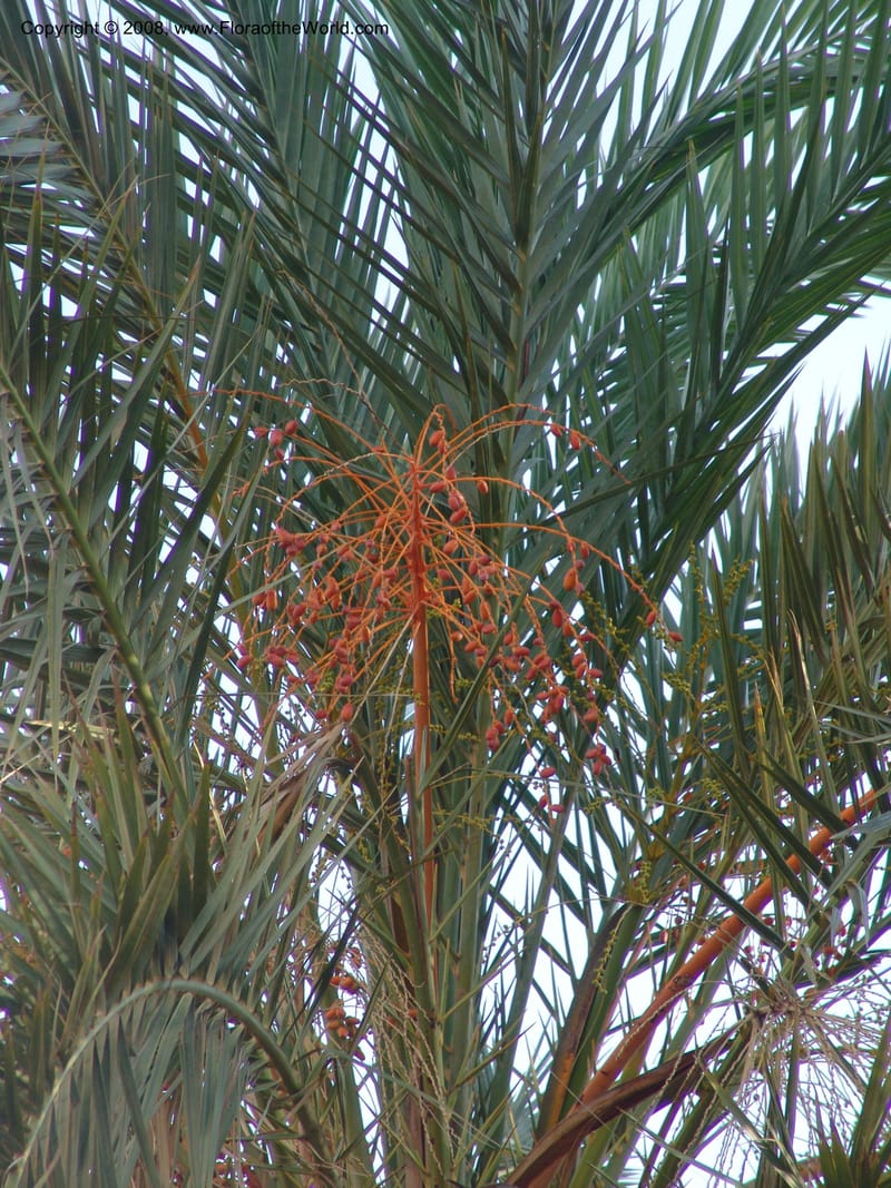 Phoenix dactylifera--Crete. Phenix trail, W of Loutro. 28 May 05. 015.jpg